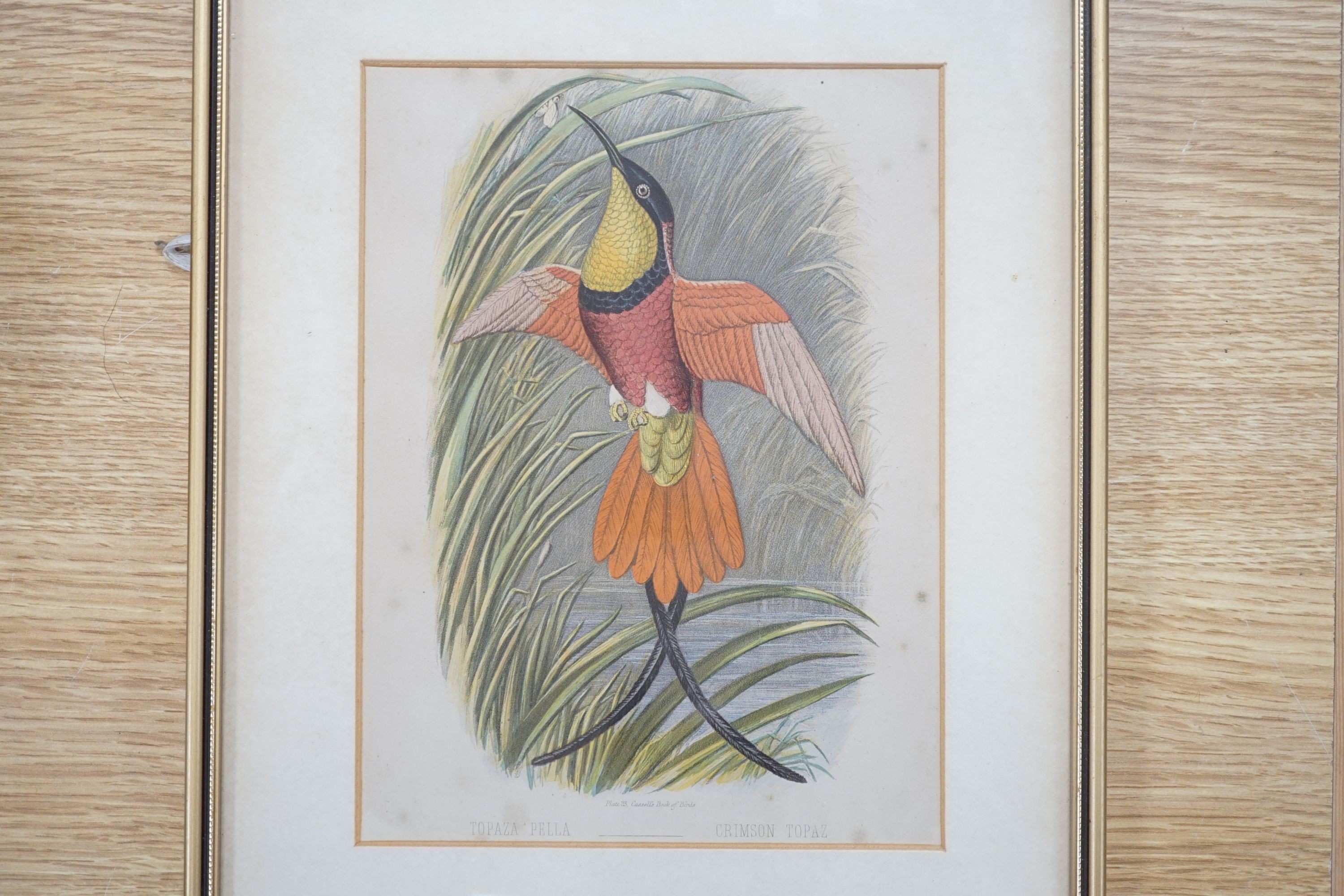 Three Victorian hand coloured lithographs of exotic birds from Cassell’s book of birds, 21.5cm x 16cm